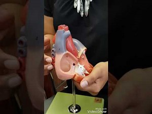 A&P II Lab Practical-Heart Anatomy