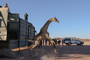 7K views · 457 reactions | In June, giraffe were on the move in...