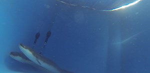 Tracking American eels on the open sea to crack the mystery of their migration