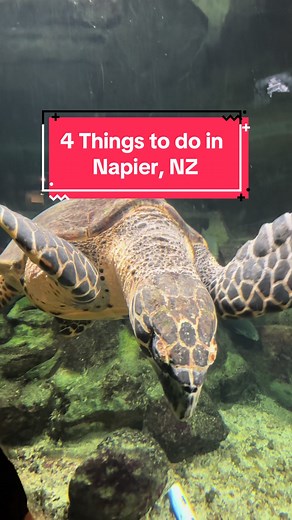 4 Things to Do in Napier, NZ