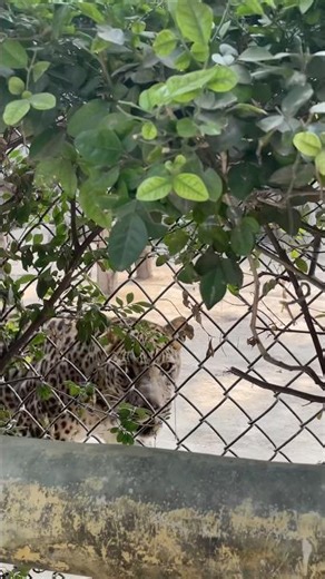 Sher aaya sher Delhi mein