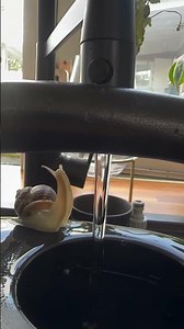 Snail Enjoys a Refreshing Waterfall Shower – Nature’s Slowest Spa Day
