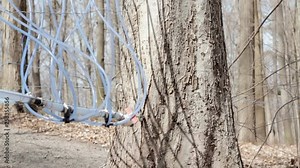 A maple syrup production system: a tangle of tubes and pipes connecting the trunks and carrying the extracted raw sap. Handheld travelling shot.