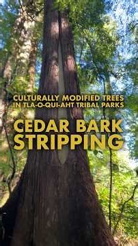 Cedar Bark Pulling - Culturally Modified Trees - It’s not wilderness, it’s a garden!