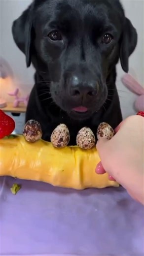 Luxury Food Platter for Dog | Gourmet Dog Eating Shorts #dogshorts #pets #petshorts