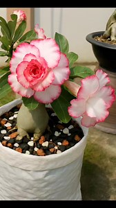 Beautiful Adenium Flower Plant #adenium#adeniumlover | Garden Grace