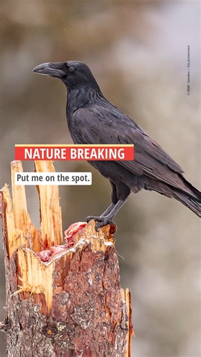 Do you know what a raven sounds like? How about an alligator? Test your knowledge by playing “Guess That Spooky Species” in today’s special Halloween edition of Nature Breaking: http://wwf.to/3WoBc7D. | World Wildlife Fund