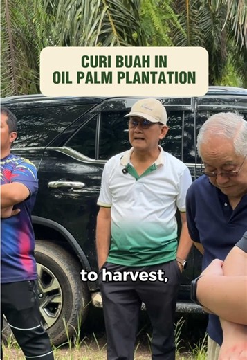 Essential Tips for Safe Palm Oil Harvesting Techniques