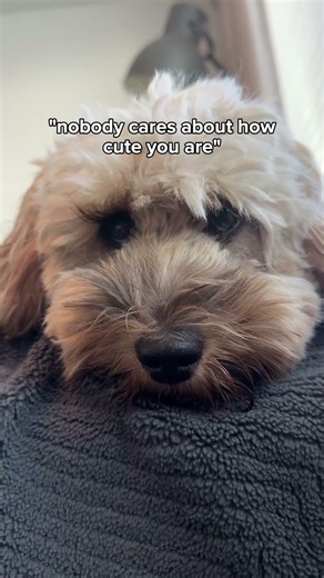 Meanwhile my humans every single time 🏆👏🏼#cockapoo #dogpack #nobodycares #doglife #pitbull