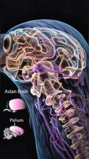 Why are crows so smart? #reels #video