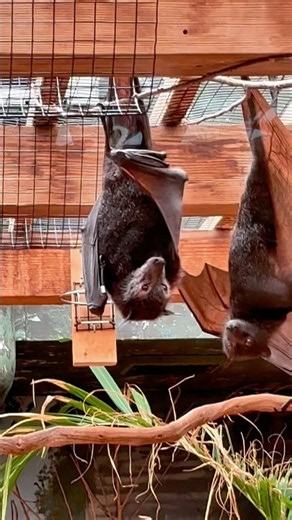 The amazing flying fox is this the world‘s largest bat? ￼
