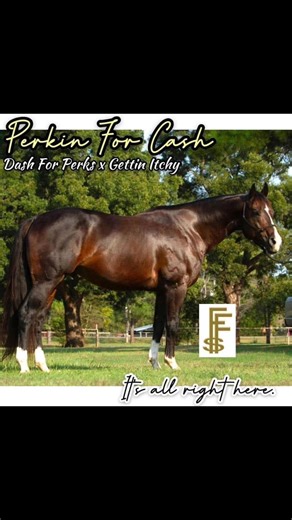 2.2K views · 14 shares | Meet the first 14 stallions in the OAR Stallion Auction! Dec 15 -Jan 19 '25! The auction website will be up Nov 21st! | OAR Stallion Auction | Facebook