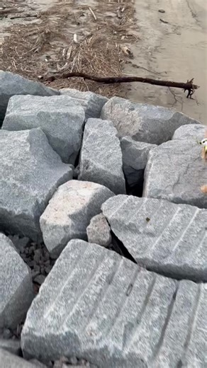 #いぬ #犬 #犬のいる生活 #犬のいる暮らし #犬動画 #🐶 #🐶❤️ #犬好きと繋がりたい #可愛い女の子 #可愛いペット #可愛い犬 #脱走 #簡単 #木が #怖かった #怖い #なぜ #軽やか #ジャンプ #笑 #笑死 #おもしろ動画