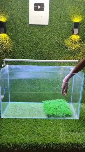 OSCAR FISH TANK SET-UP 🔥💯