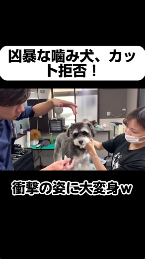 The Joy of Living with Pets: Dogs and Cats