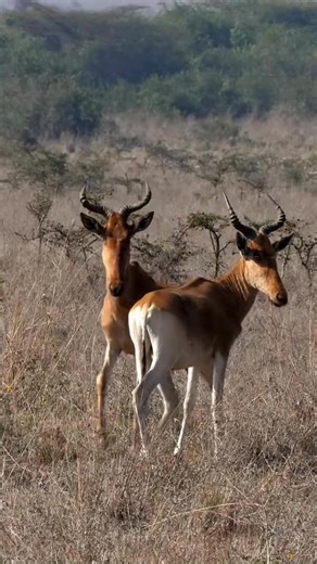 Often overlooked, many safari guests pass by without noticing them, the hartebeest is one of the most alert antelopes in the savanna built for endurance, speed, and early detection. #Hartebeest #SafariSecrets #WildAwareness | Porcupine Tours
