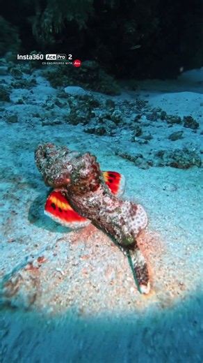Highly Venomous scorpionfish