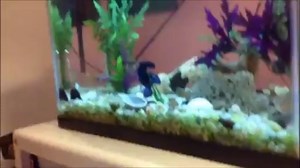 How to clean your fish tank