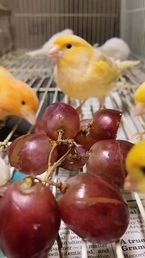 🍇🐦🐦🐦🐦 #foryoupage #foru #fyp #onemillionaudition #trending #kanarienvogel #canary