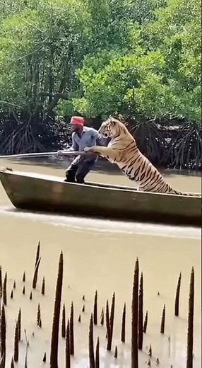 Royal Bengal Tiger Attacks Fisherman in Sundarbans 😱 | Shocking Jungle Incident