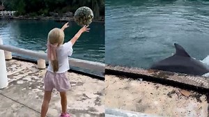 567K views · 10K reactions | A little girl spots a playful dolphin - and what happens next is pure magic. 彩 #animalkind | Cape Cod Times | Facebook