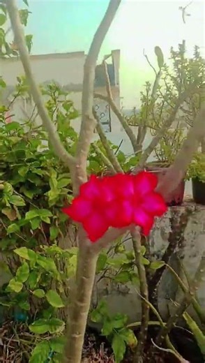 #Adenium flower plant care tips#flowerplants #gardening