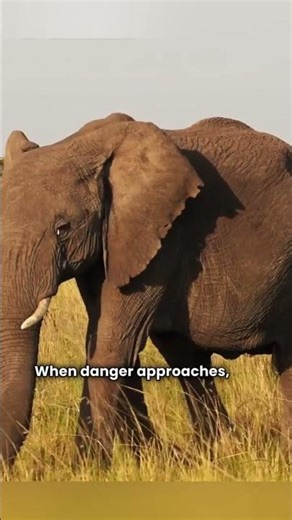 Elephant Mother's Incredible Memory