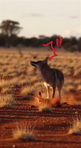 Can the wolf successfully catch the little kangaroo? 🐺🦘❓