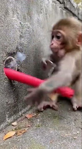 No One Is Safe from This Monkey’s Pranks! 😅 Watch the wildest tricks now #funny #monkeys #pranks