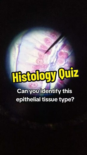 Identifying Simple Columnar Epithelium Under Microscope