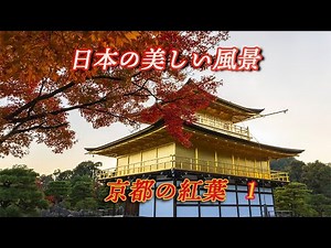 2024年晩秋。紅葉が鮮やかな京都の神社仏閣20か所を動画にまとめました。その1として11か所を収録。今年の京都の紅葉巡りの参考に・・・