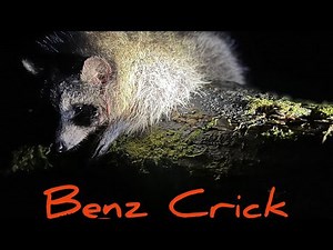 Pennsylvania coon hunting with hounds