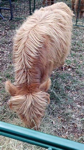 Angus cow from the Highland Games