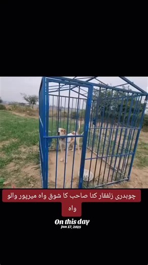 Exploring the Charismatic Bullish Okeen Dog