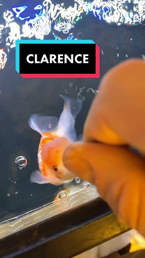 GUYS I WAS TALKING WITH CLARENCE AND HE SAID YOU WERE ALL UGLY. Should I put him in time out? #fish #goldfish #aquarium