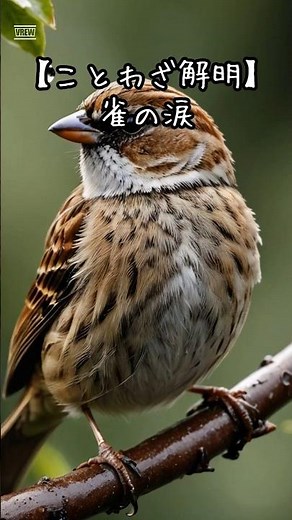 【ことわざ解明】雀の涙 #雑学 #プチ知識 #一分でわかる #知恵袋 #豆知識 #ことわざ #名言