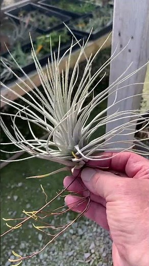 T. tectorum x plumosa