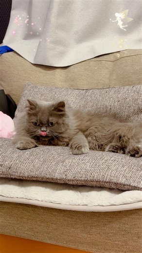 おはようございます😃 #ネコ#cat #猫 #ブリティッシュロングヘア