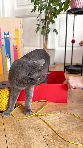 Engaging Activities to Keep Your Cat Busy at Home