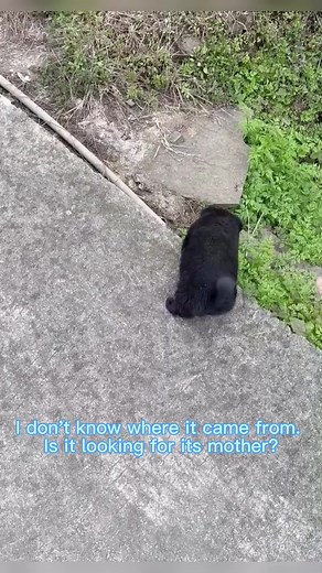 Cute pet family on TikTok