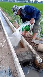 131K views · 839 reactions | Amazing Rice Farming Techniques! 勞 #fbreelsvideo #skills #funny #Amazing | 27 Crew | Facebook