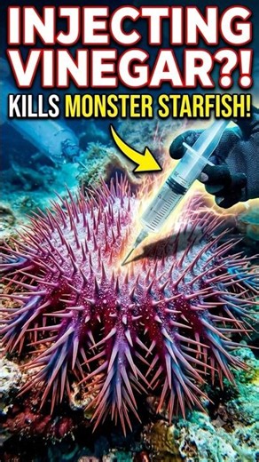The Starfish That's Destroying the Ocean 🌊