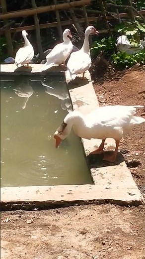 ᭚ᬅᬗ᭄ᬲᬧᬸᬢᬶ᭪᭟ (Angsa Putih) - Cygnus olor (Mute Swan) 04