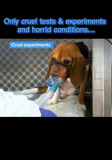 #beagle #rescue #foryoupage #foryou #fyp Ridglan Farm and puppy mill animal activists attempt to rescue dogs from experiments and cruel lab testing and certain euthanasia! @wayne_hsiung @Humane World for Animals @Beagle Freedom Project @ASPCA @CNN @Fox News