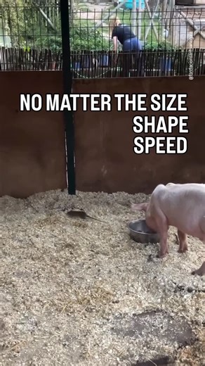 Emma Graf | It’s that simple, isn’t it? 🙏 😯If you want to discover the truth about pigs, write HIDDEN LIVES in the comments and watch the documentary.... | Instagram
