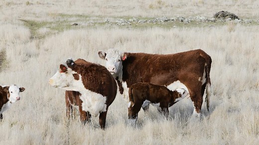 What falling female numbers say about cattle herd