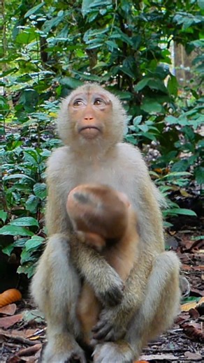 Luna careless mother—baby Lynx cries all day | Nature Life