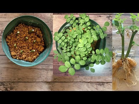 アロエを使ったバラの挿し木。How to Grow Roses From Cuttings easy with aloe.DIY Rose rootstocks for graft roses.