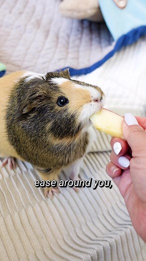 Building Trust and Comfort with Guinea Pigs: Easy 3 Step Process