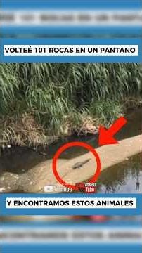 I flipped 101 rocks, this is what I found